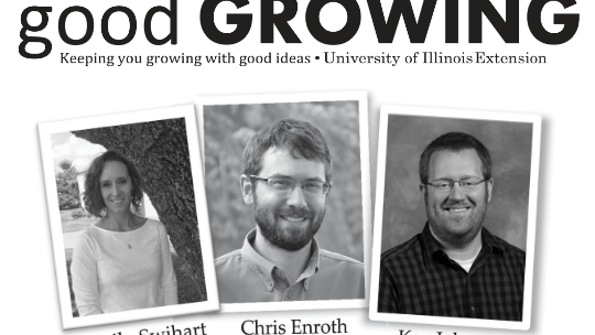 Growing Without Soil: Getting Started with Hydroponics at Home