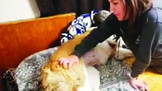 Nordic Cowgirl Animal Massage Comes to Macomb