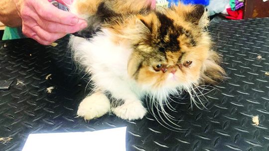 Volunteers Assisting Shelter, Humane Society with Rescued Animals