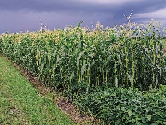 2025 Organic Field Day Set For Aug. 12