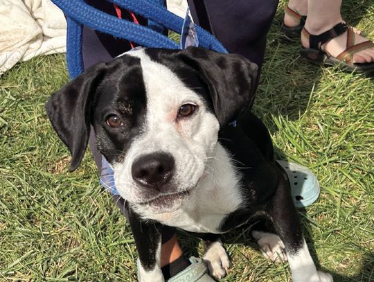 Adopt Event Held at Hy-Vee
