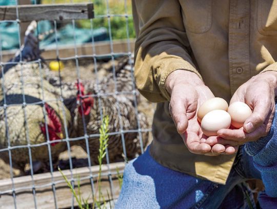 Advocates for Backyard Chickens Heading Back to Macomb City Council