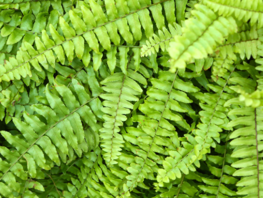 B-PC FFA Fern Sale Pre-Order