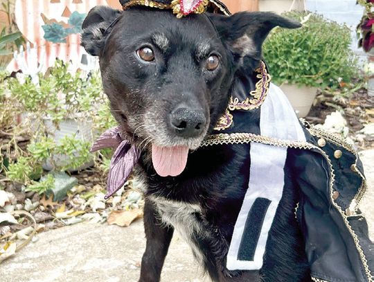 Dog Trick-or-Treat Set for Sunday