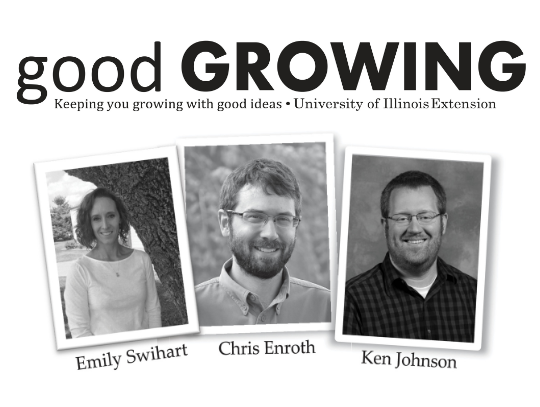 Growing Without Soil: Getting Started with Hydroponics at Home