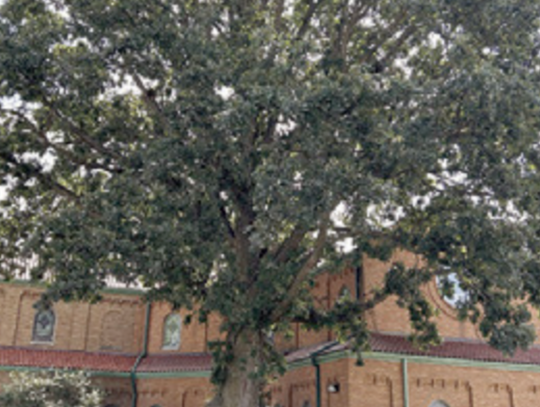 In Loving Memory of  Alma Vita Arbol  (c. ~1825–2025)