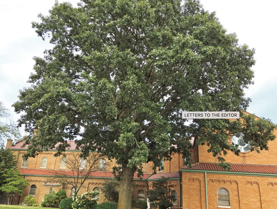 Letters: Macomb Set to Lose Historic Tree at St. Paul