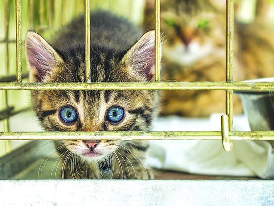 Macomb Woman Could Face Charges Pending Investigation of Alleged Animal Hoarding Incident