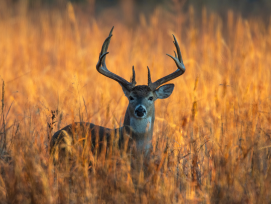 More Than 51,000 Deer Harvested During First Weekend of Illinois Firearm Deer Season