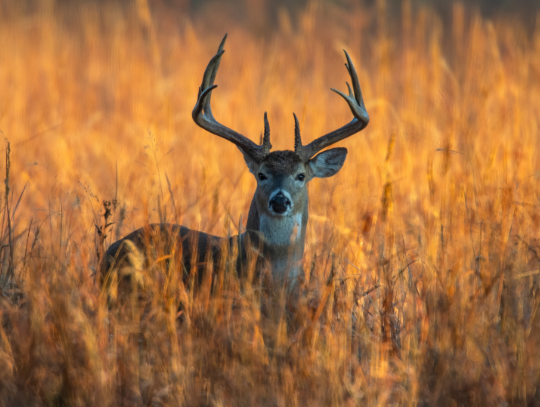 More Than 81,000 Deer Harvest During Illinois Firearm Deer Season