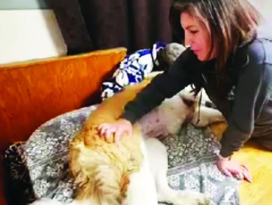 Nordic Cowgirl Animal Massage Comes to Macomb