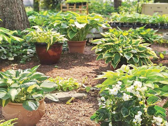 Hart’s Nursery: Over 65 Years Providing Beauty and Produce to McDonough County
