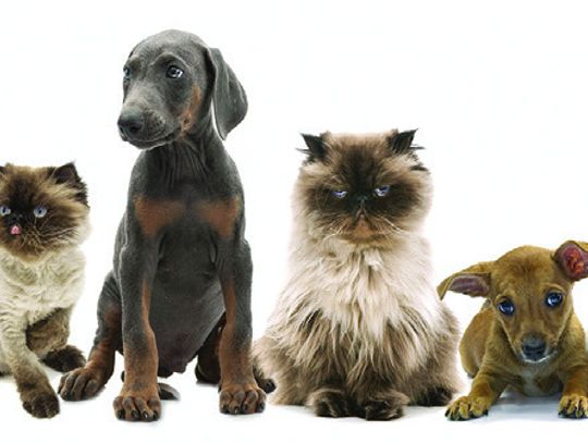 Pet “ Tails”