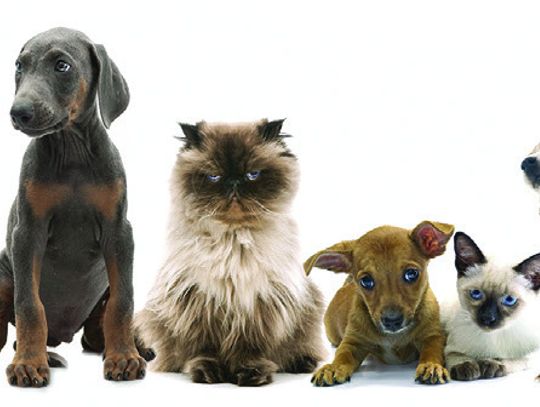 Pet Tails: Volunteers Make the Shelter Go ‘Round