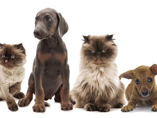 Pet “ Tails”