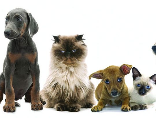 Pet “ Tails”