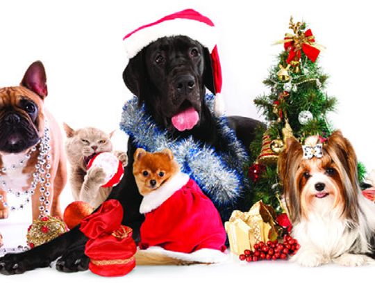 Pet Tails: Keeping Your Furry Friends Safe & Sound Part 3