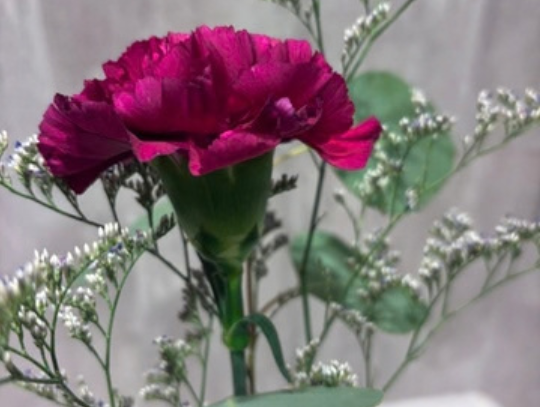 Pick Up a Free Bloom at Bloom