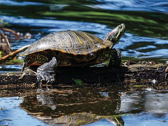 Prairie Land Conservancy to Hold Bio Blitz June 5