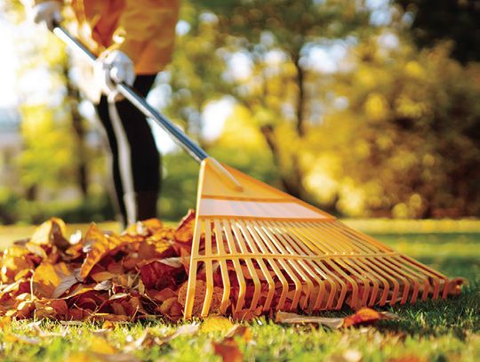 Put Down the Rake and “Leave the Leaves”