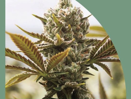 SRC Offers Cannabis Horticulture Processing Class