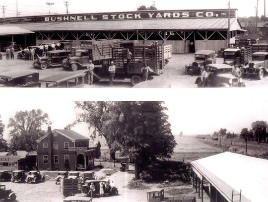 The Bushnell Stockyards 1928 - 1978