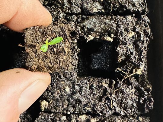 The Giving Gardens Seed Share Set for March 7