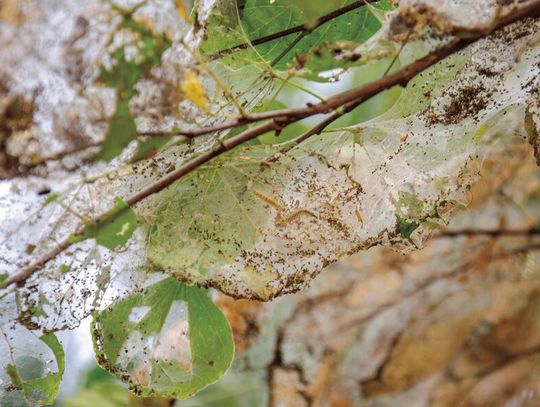 Webs in trees: The Life and Impact of Fall Webworms
