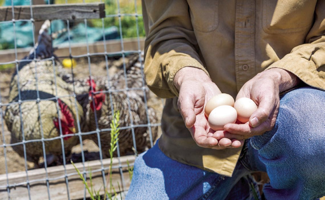 Advocates for Backyard Chickens Heading Back to Macomb City Council