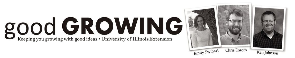 Fall Flower Visitors – Goldenrod Soldier Beetles