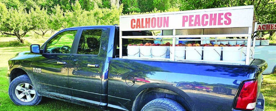 Farmers Market Spotlight: Webster's Peach Orchard