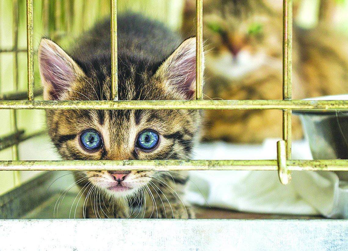 Macomb Woman Could Face Charges Pending Investigation of Alleged Animal Hoarding Incident
