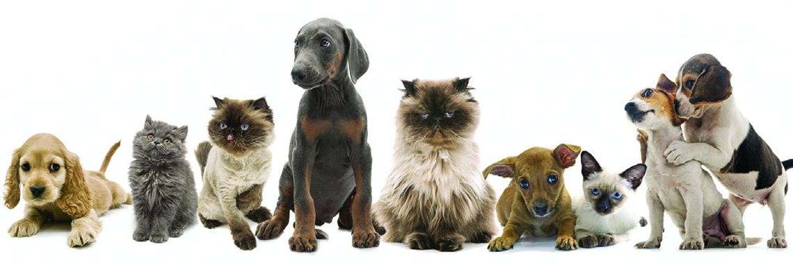 Pet “ Tails”