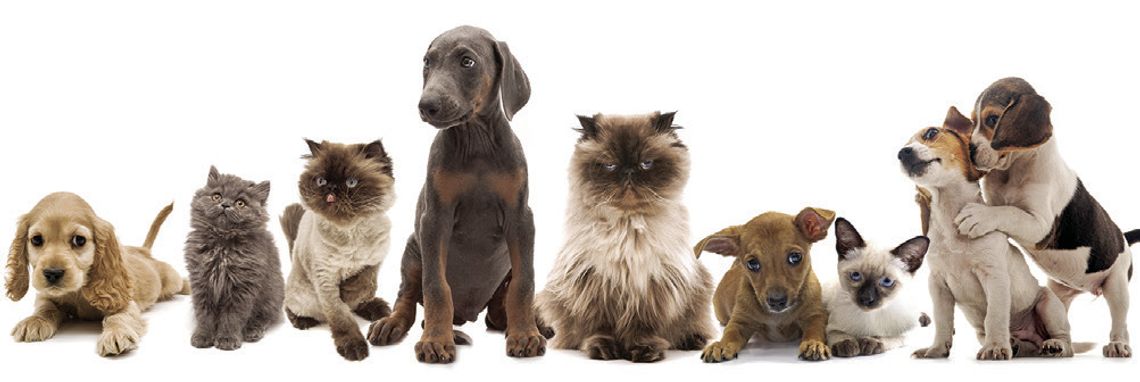 Pet “ Tails”