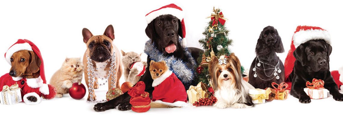 Pet “Tails” Pet “Tails”