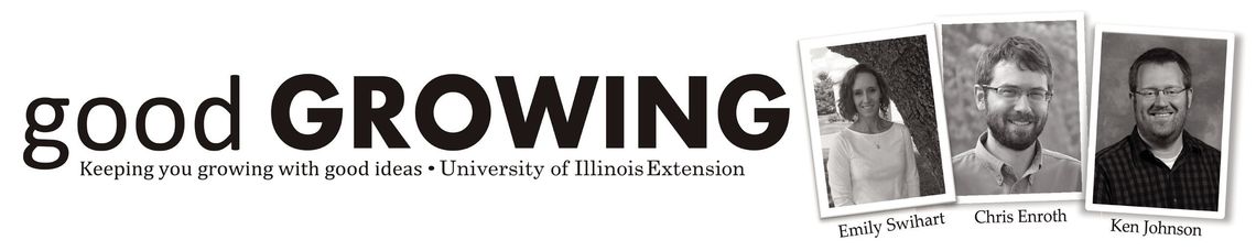 Start a Native Prairie Garden Using Seeds