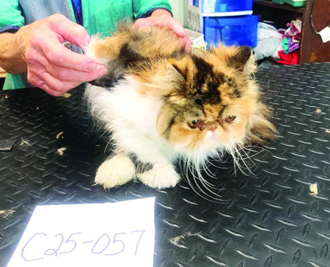 Volunteers Assisting Shelter, Humane Society with Rescued Animals