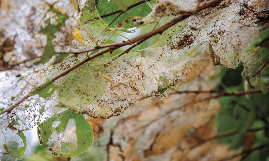 Webs in trees: The Life and Impact of Fall Webworms Webs in trees: The Life and Impact of Fall Webworms